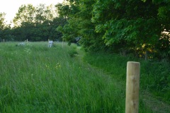 Dog walk