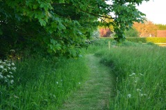 Dog walk